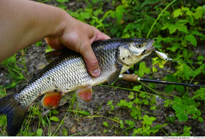 Рыба голавль в Волге