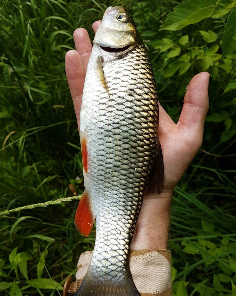 Голавль (Leuciscus cephalus)
