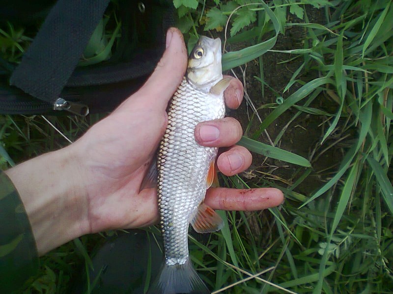 Голавль 6 кг