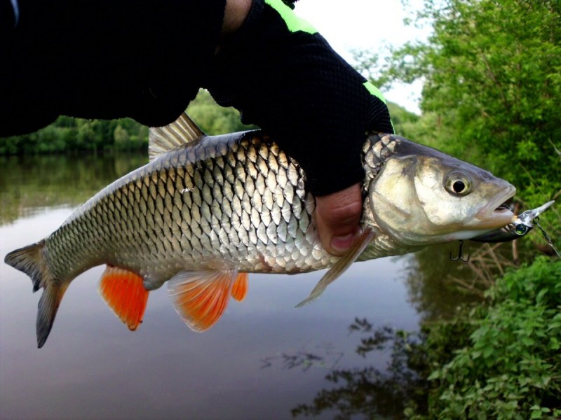 Головань рыба