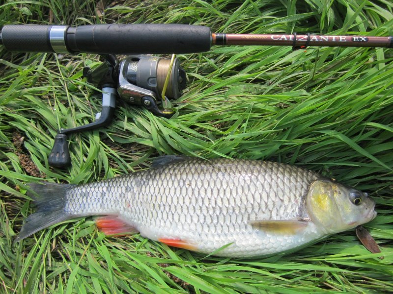 Голавль 80см