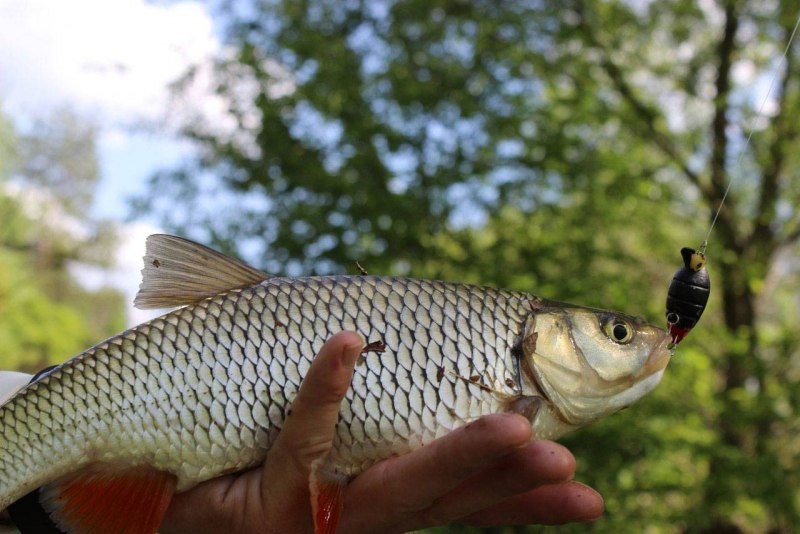 Афипский голавль рыба