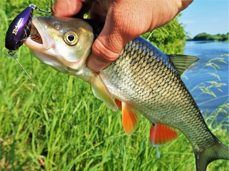 Афипский голавль