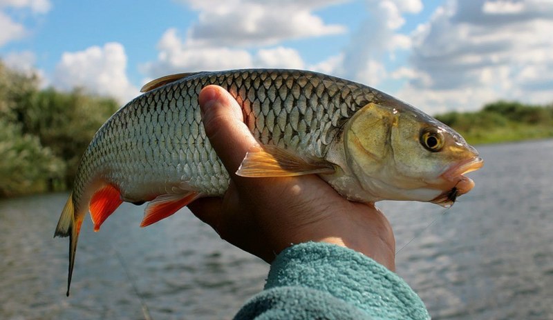 Речная рыба голавль