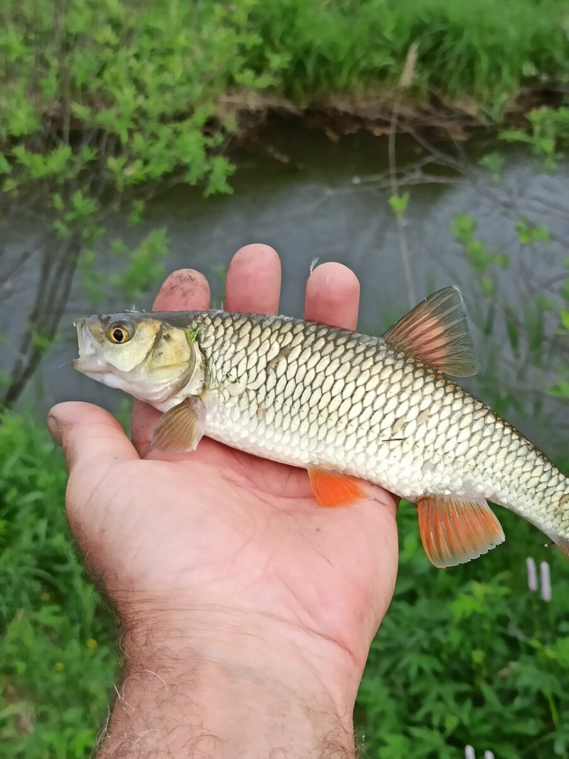 Малек голавля