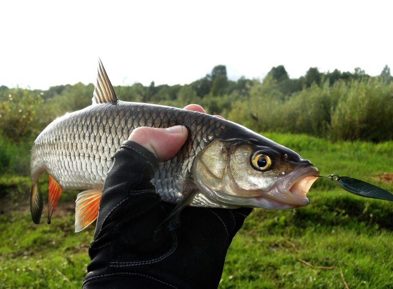 Голавль (Leuciscus cephalus)