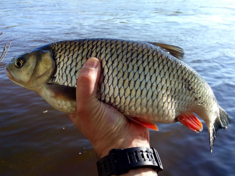 Икра голавля