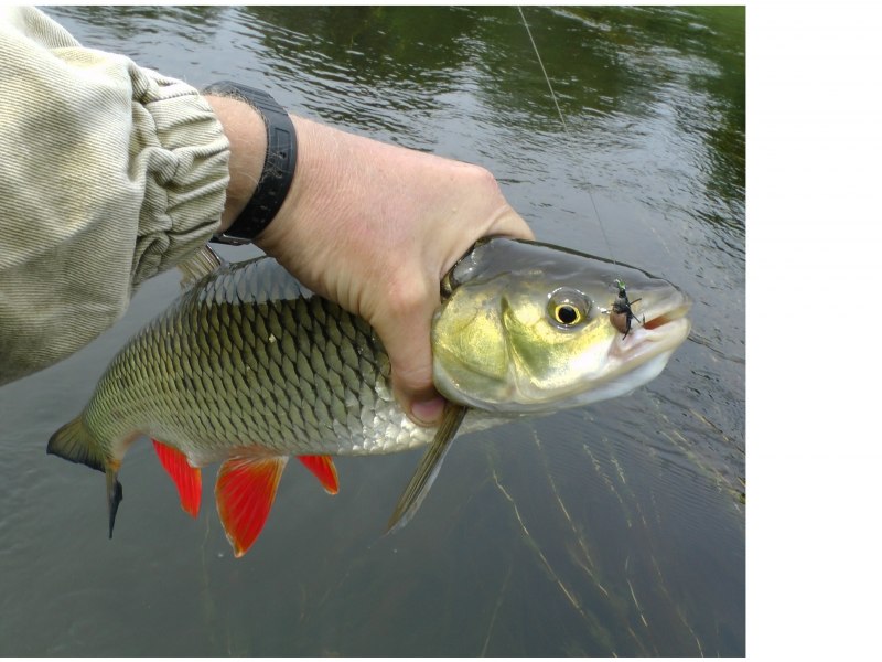 Голавль 8 кг