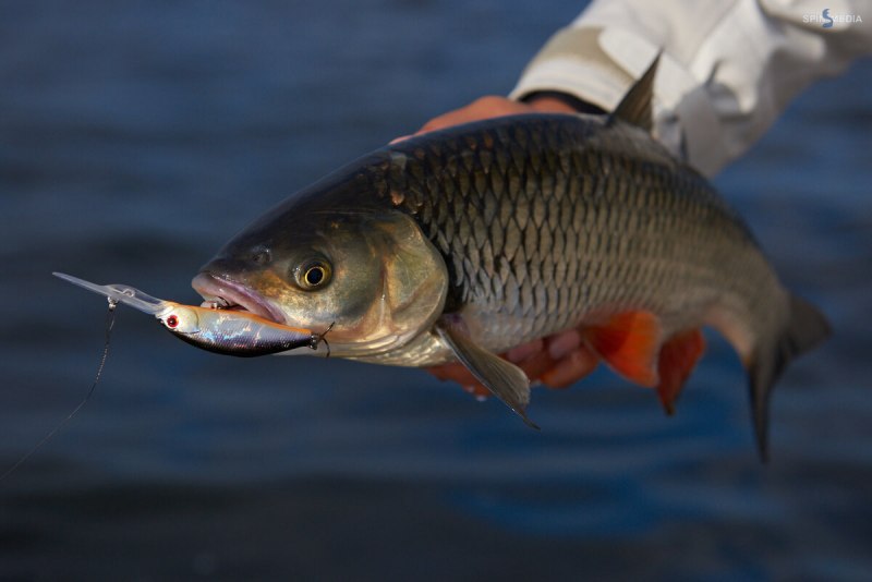 Афипский голавль рыба