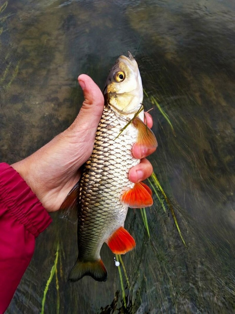 Голавль обыкновенный