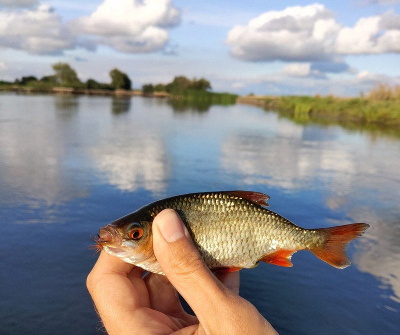 Огромный голавль