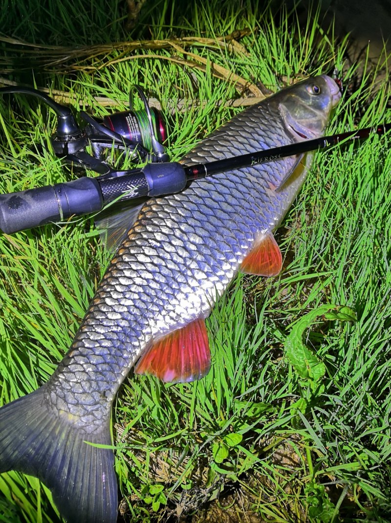 Голавль рекорд