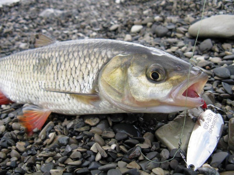 Речная рыба голавль