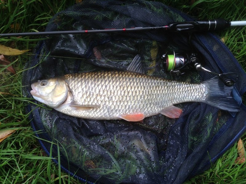 Рыба сазан голавль