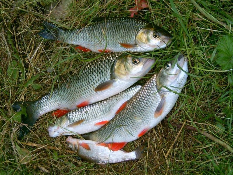 Голавль (Leuciscus cephalus)