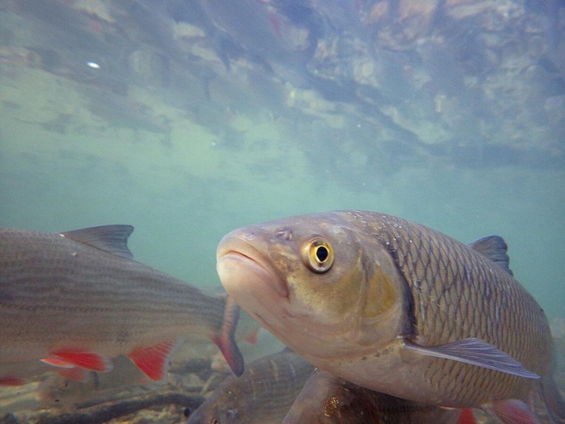 Жерех ,голавль,подъязок