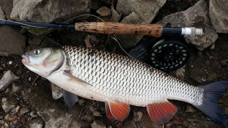 Головань рыба