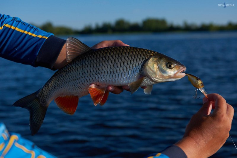 Голавль Squalius cephalus