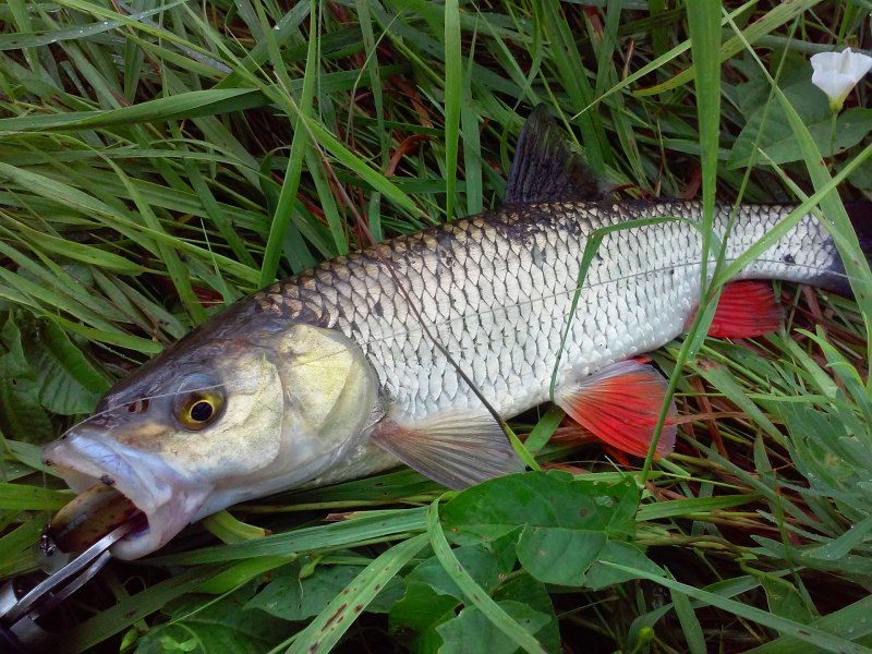 Горбатый голавль