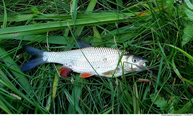 Рыба похожая на голавля с мелкой чешуей