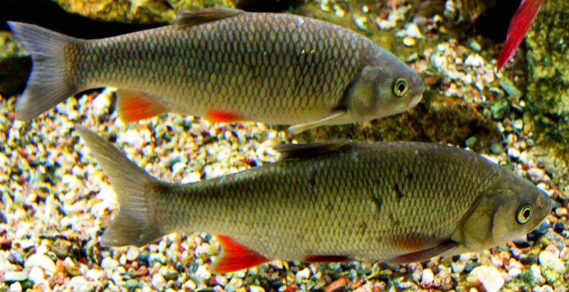 Рот голавля