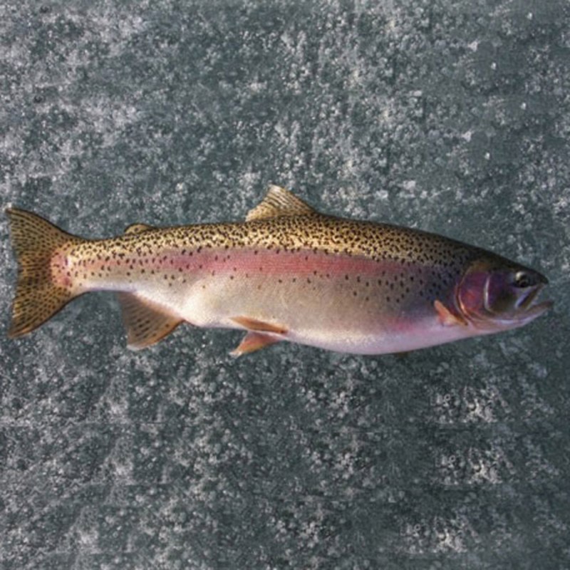 Микижа Oncorhynchus mykiss