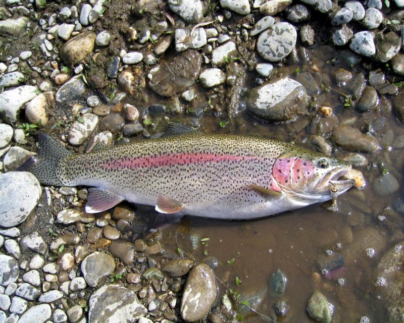 Камчатская рыба микижа