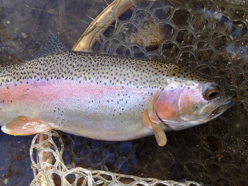 Микижа Радужная форель