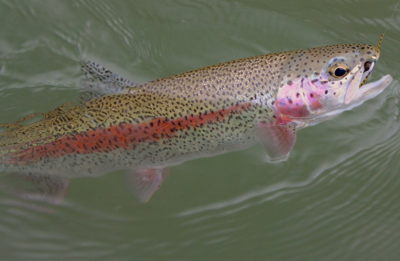 Севанская Радужная форель