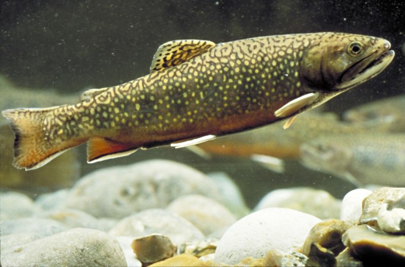 Форель Oncorhynchus