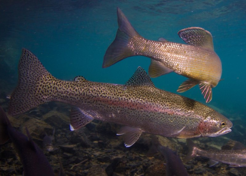 Озерная форель (Радужная, кумжа)