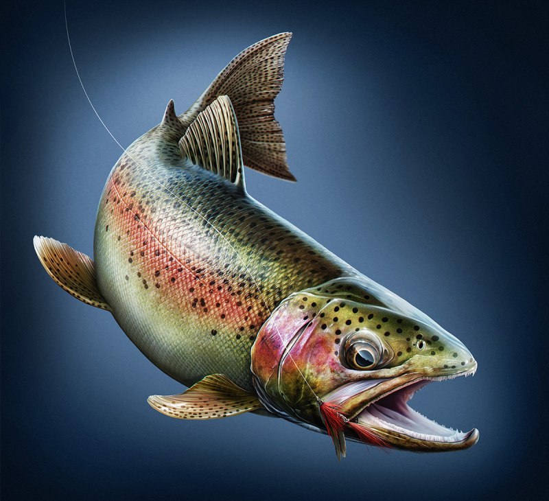 Кумжа Камчатская