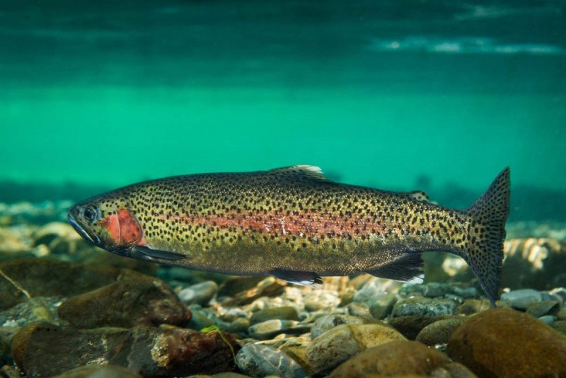 Радужная форель ручьевая