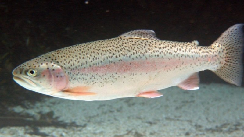 Камчатская рыба микижа