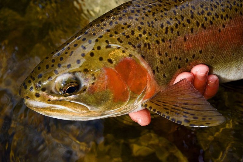 Озерная форель (Радужная, кумжа)