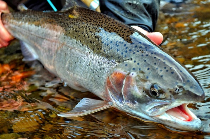 Rainbow Trout рыба
