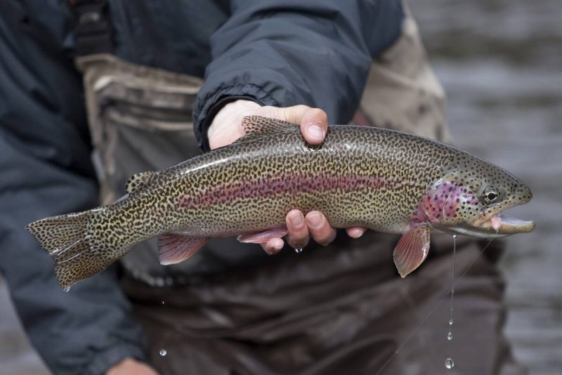 Кумжа Живая