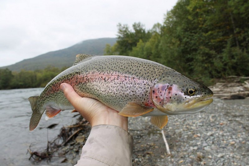 Микижа Камчатская