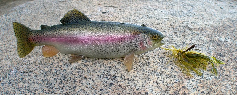 Микижа Oncorhynchus mykiss