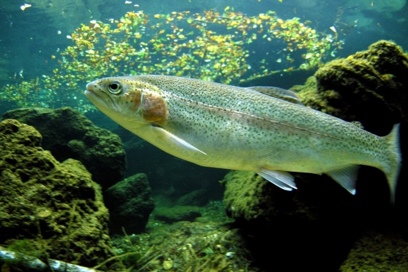 Микижа Радужная форель