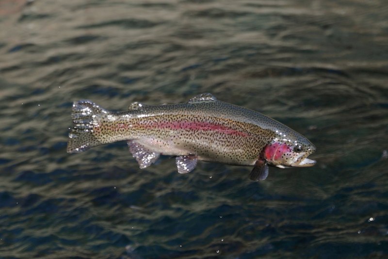 Форель кумжа