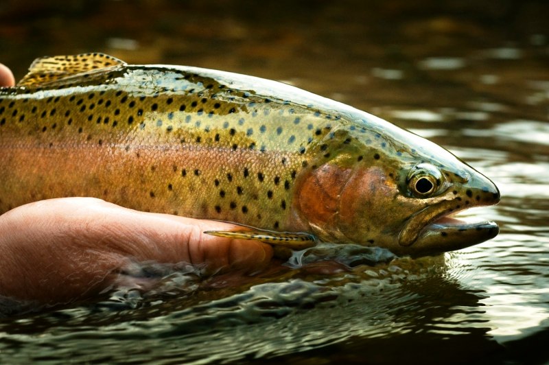 Чавыча форель лосось