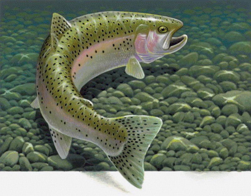 Турецкая плоскоголовая форель