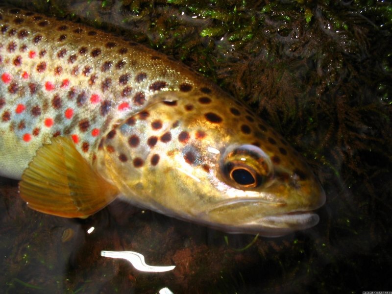 Кумжа ручьевая форель
