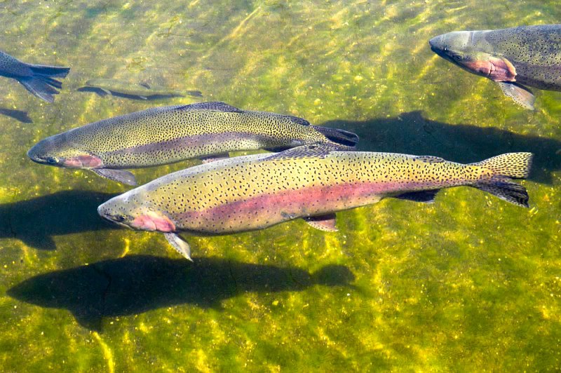 Красногорлая форель