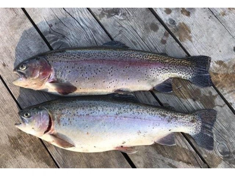 Малек кумжи