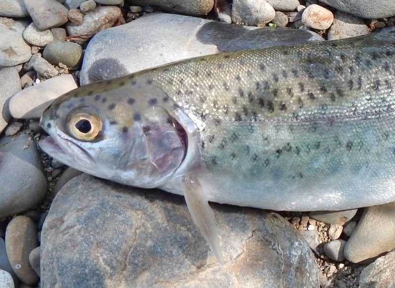 Микижа Радужная форель