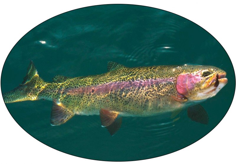 Кумжа ручьевая форель