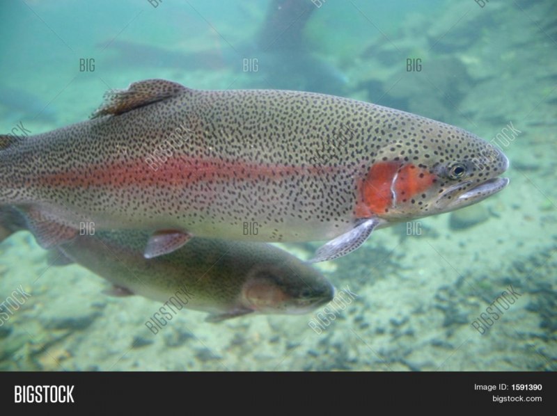 Радужная форель Камчатка