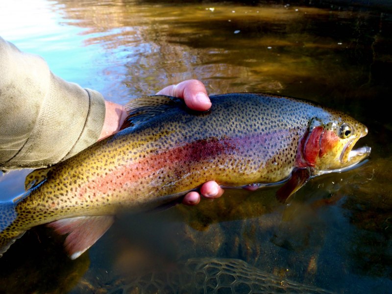 Серебряная форель